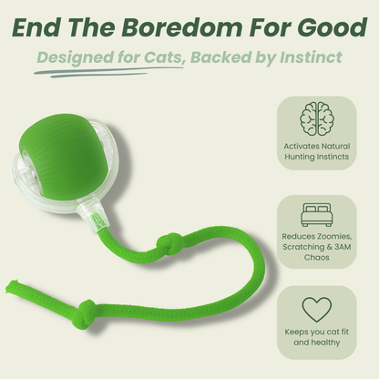 Solve Your Cat's Boredom in Seconds